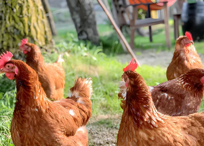 Warm In With Mountain View, 45 M² Lägenhet